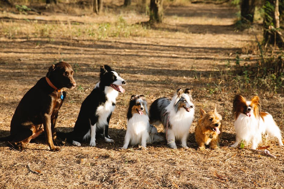 What is Border Collie Animal_1