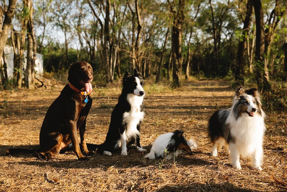 What is Border Collie Animal_2