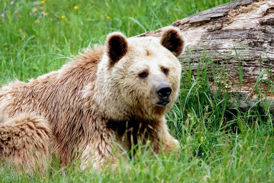 What is Brown Bear Animal_2
