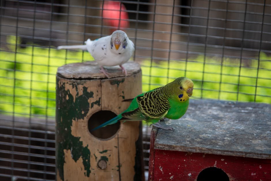 What is Budgerigar Animal_1