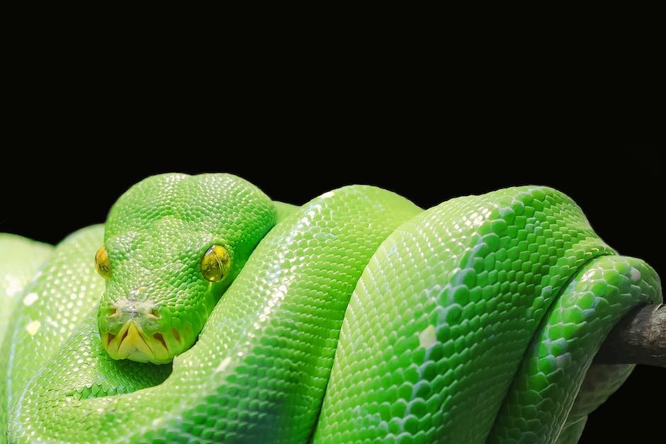 What is Burmese Python Animal_2
