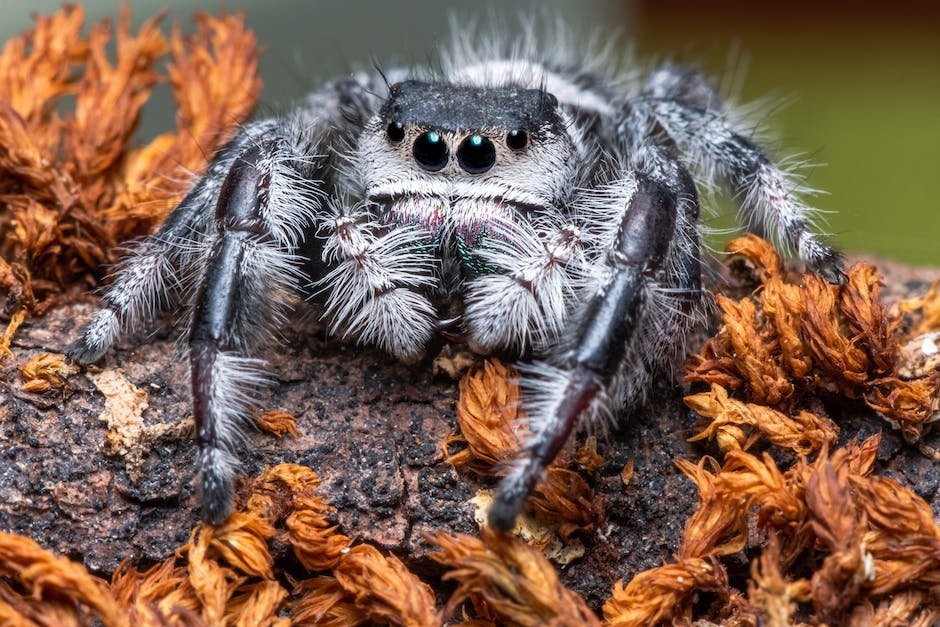 What is California Tarantula Animal_1