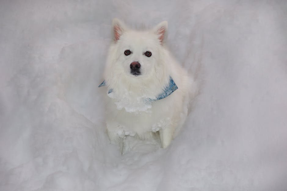 What is Canadian Eskimo Dog Animal_1