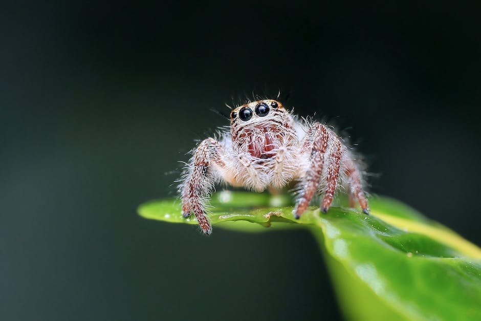 What is Cane Spider Animal_2