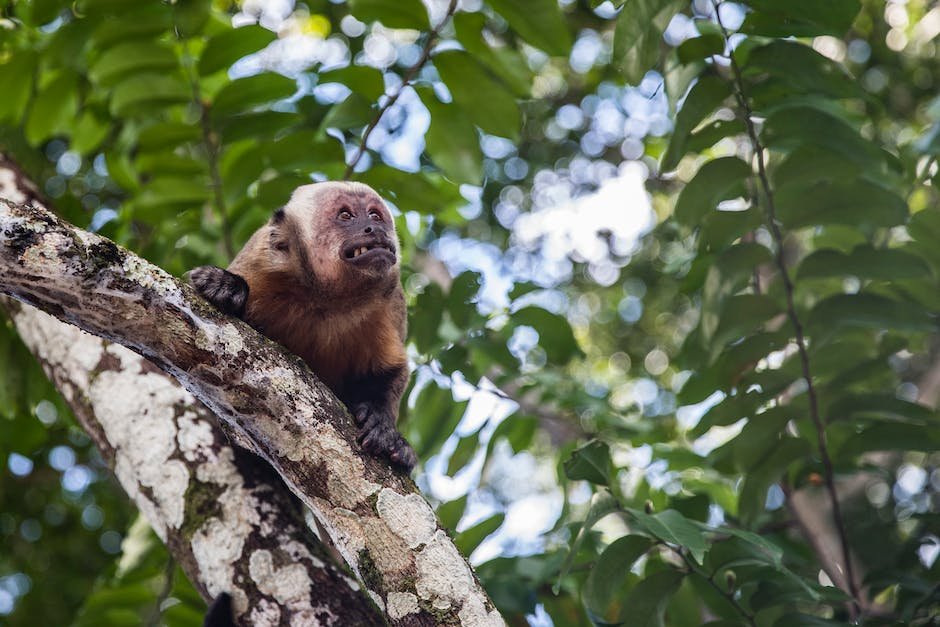 What is Capuchin Animal_1