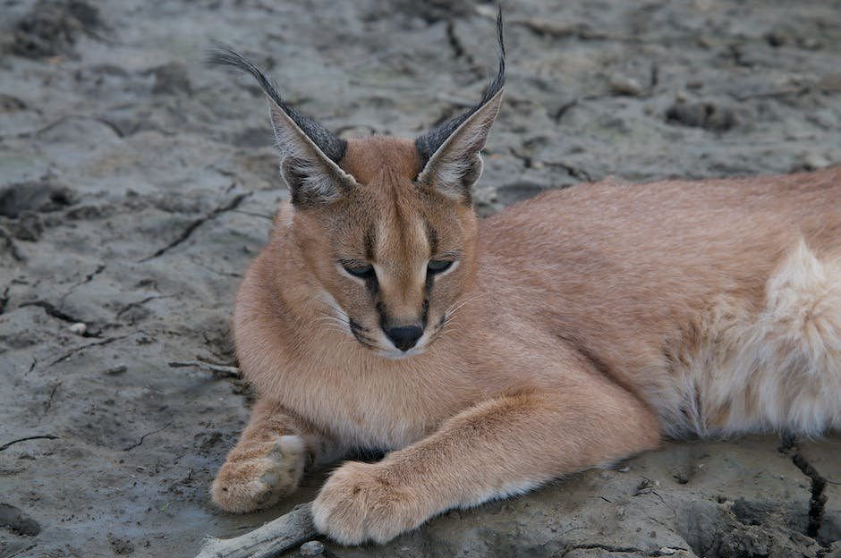 What is caracal animal? - animala-z.com