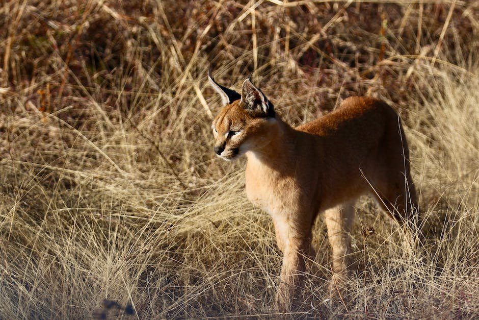 What is Caracal Animal_2