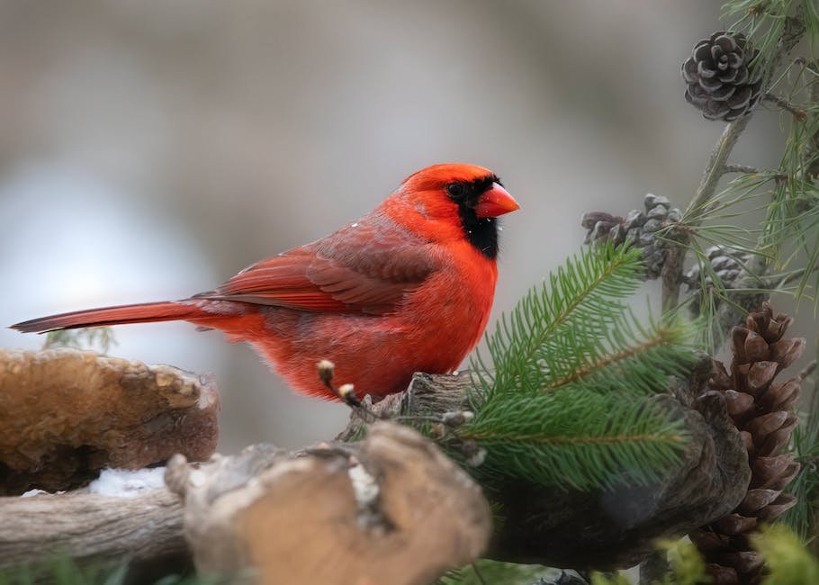 What is Cardinal Animal_1