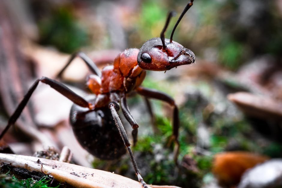 What is Carpenter Ant Animal_1