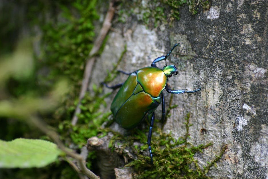 What is Carrion Beetle Animal_1
