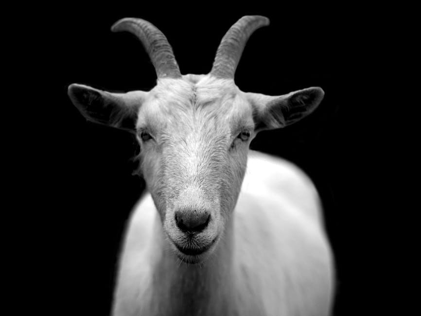 What is Cashmere Goat Animal_1