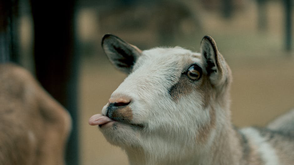 What is Cashmere Goat Animal_2