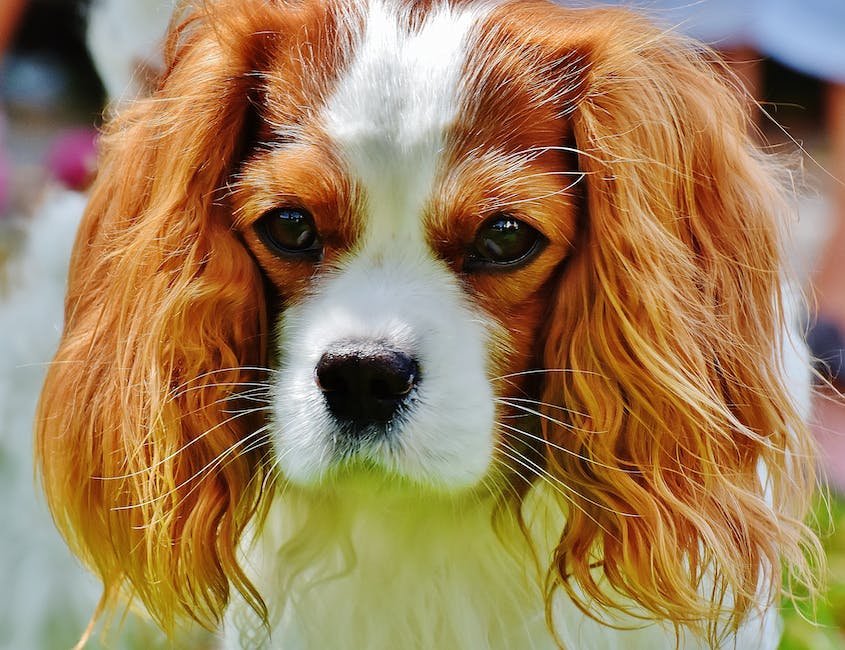 What is Cavalier King Charles Spaniel Animal_1