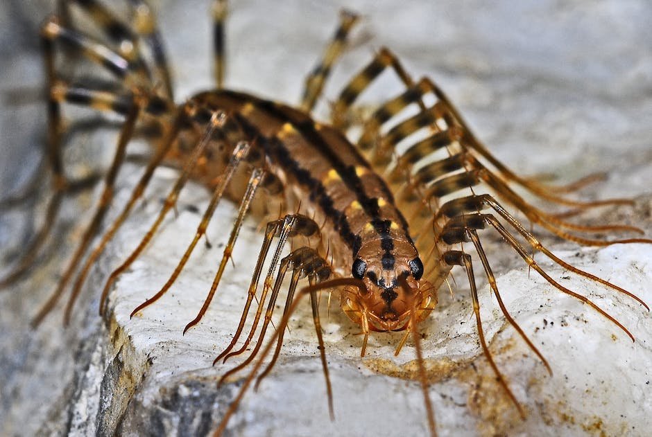 What is Centipede Animal_2