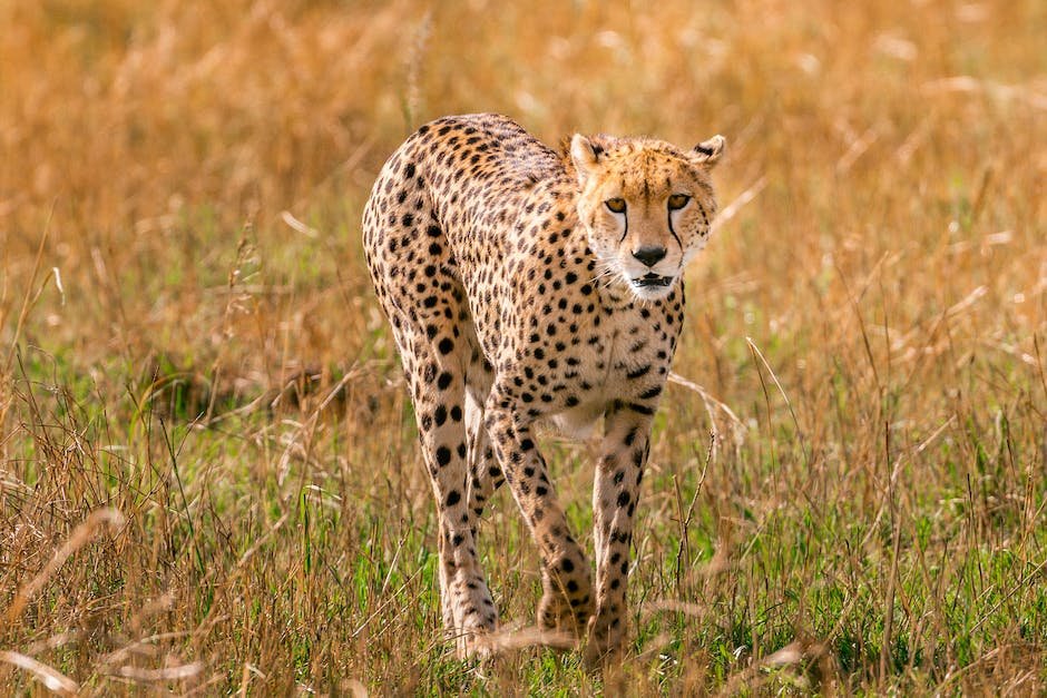 What is cheetah animal? - animala-z.com