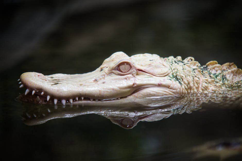What is Chinese Alligator Animal_1