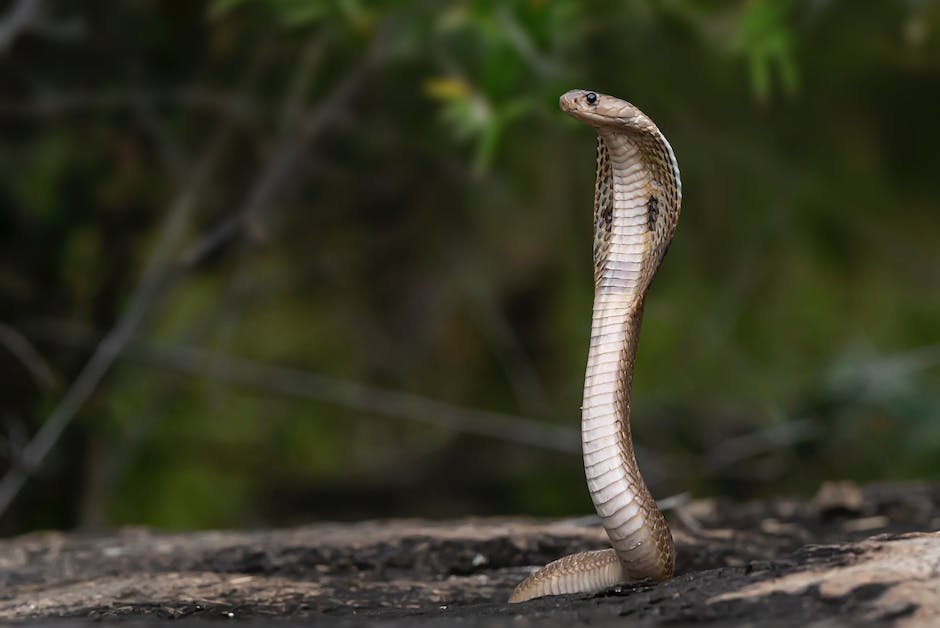 What is Chinese Cobra Animal_1