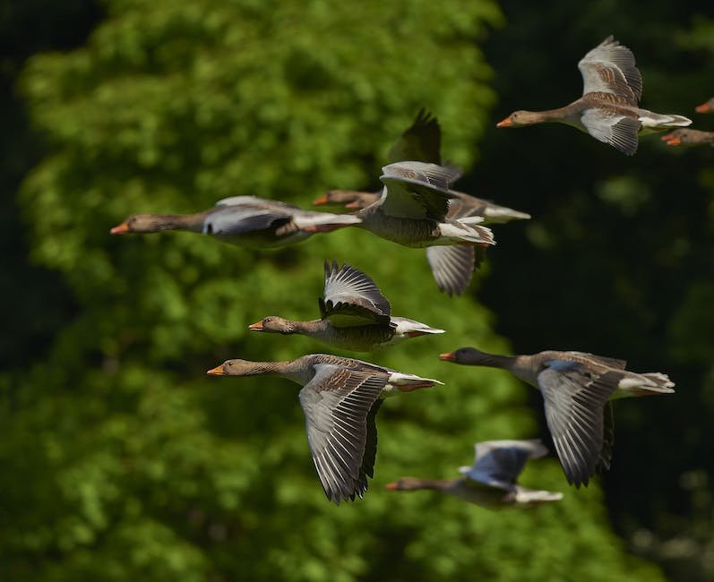 What is Chinese Geese Animal_1