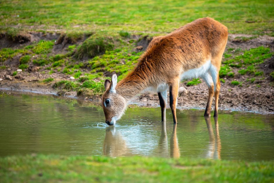 What is Chinese Water Deer Animal_1