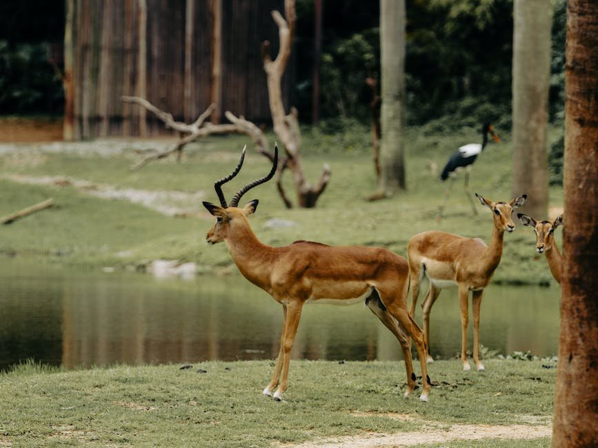 What is Chinese Water Deer Animal_2