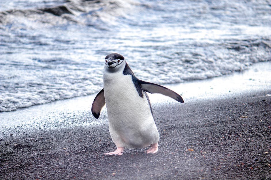 What is Chinstrap Penguin Animal_1