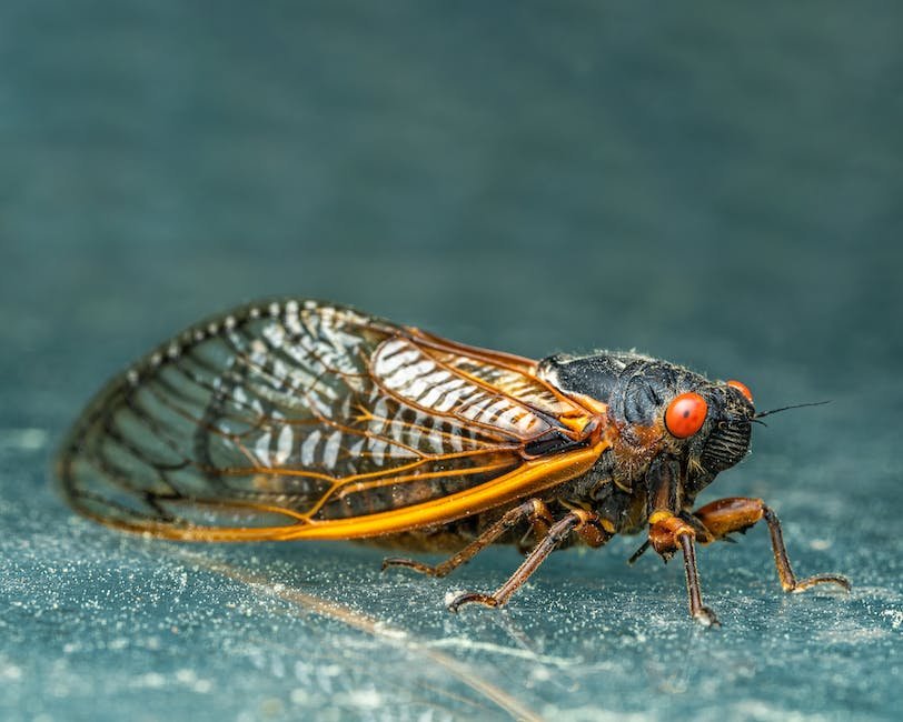 What is cicada animal? - animala-z.com