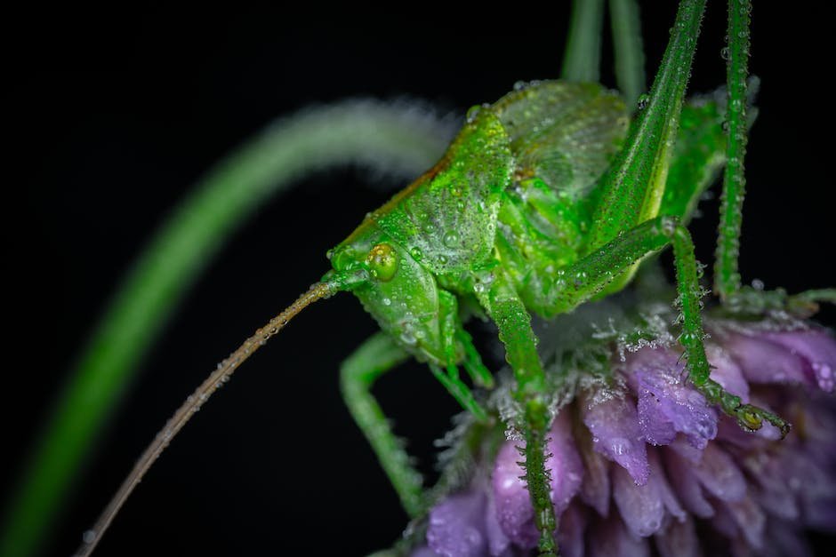 What is Cicada Animal_1