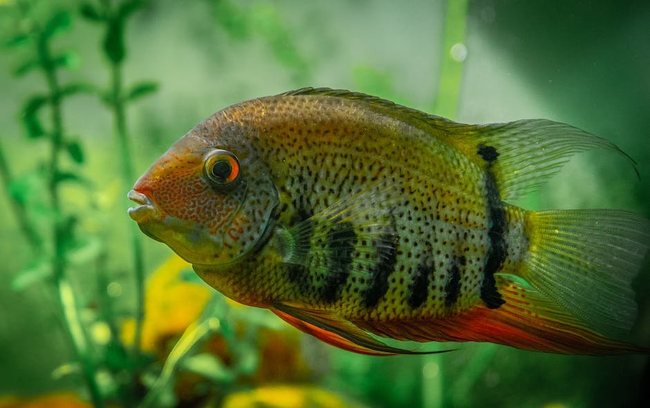 What is Cichlid Animal_2