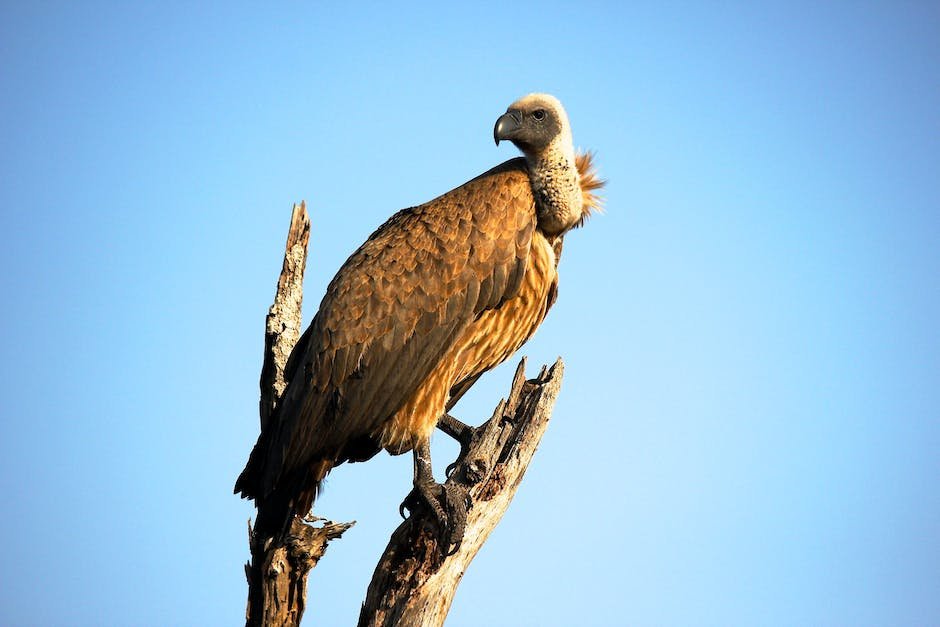 what-is-cinereous-vulture-animal-animala-z