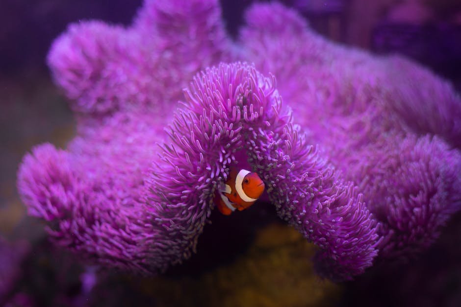 What is Clownfish Animal_1