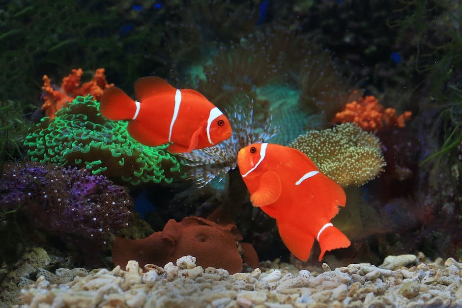 What is Clownfish Animal_2