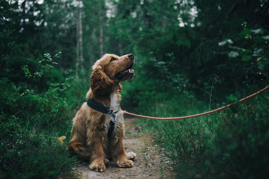 What is Cocker Spaniel Animal_1