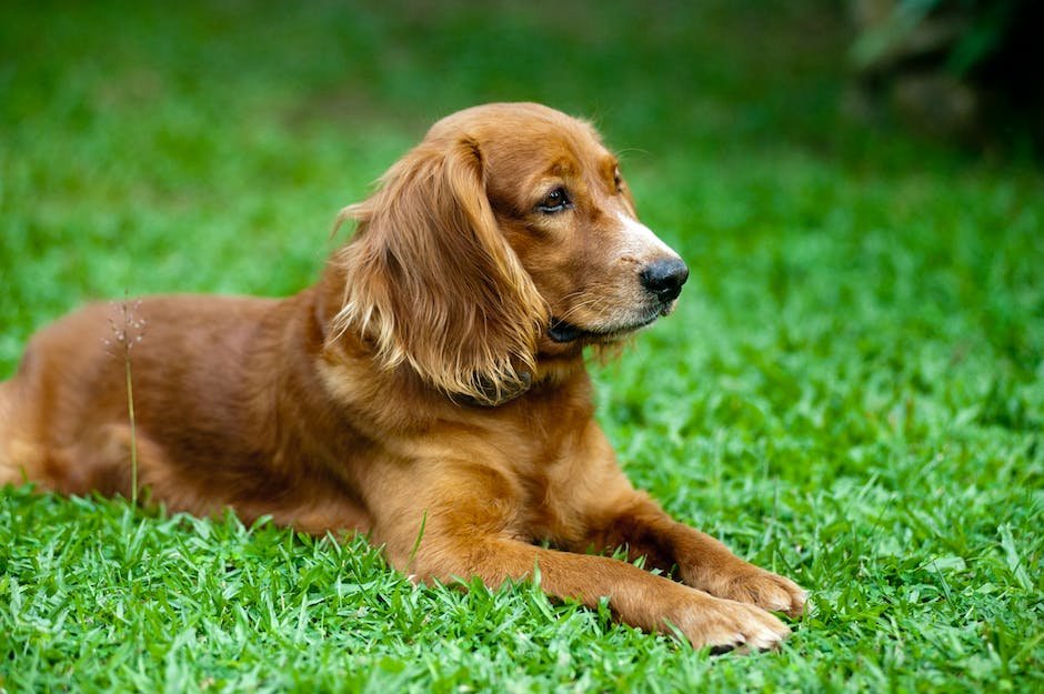 What is Cocker Spaniel Animal_2