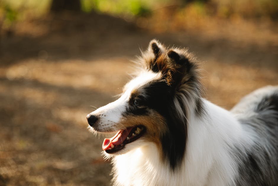 What is Collie Animal_1