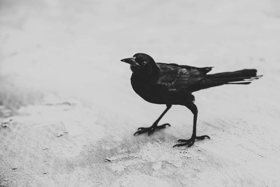 What is Common Raven Animal_1