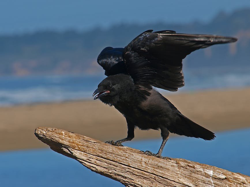What is Common Raven Animal_2