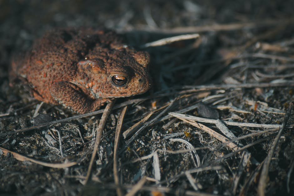 What is Common Toad Animal_2