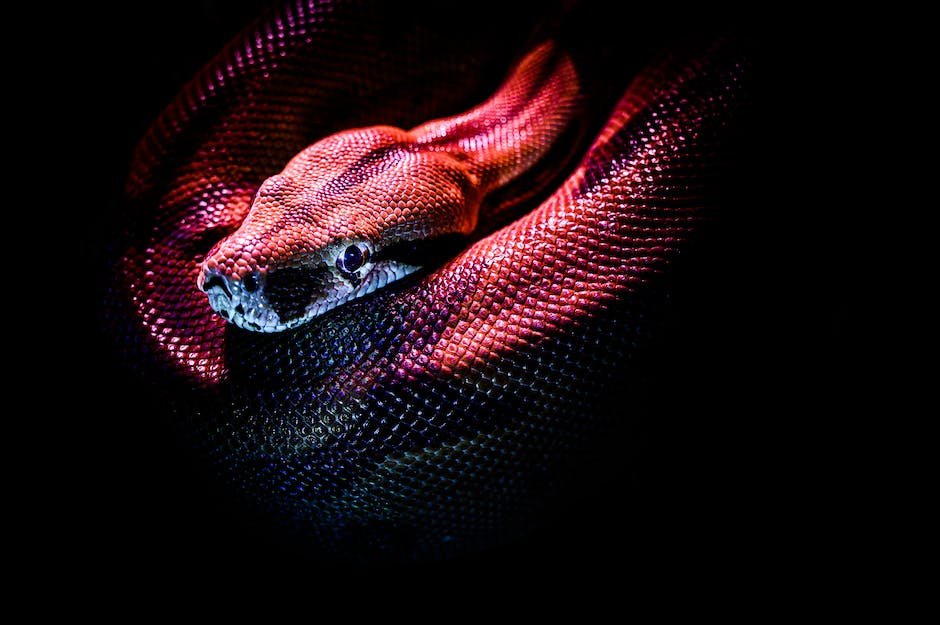 What is Coral Snake Animal_2