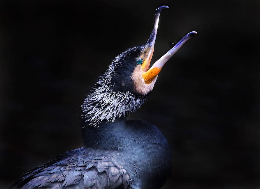 What is Cormorant Animal_1