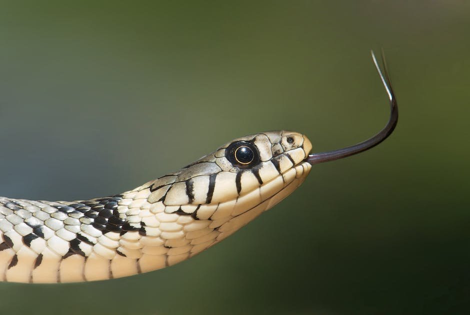 What is Corn Snake Animal_1