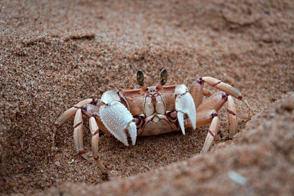 What is Crab Animal_1