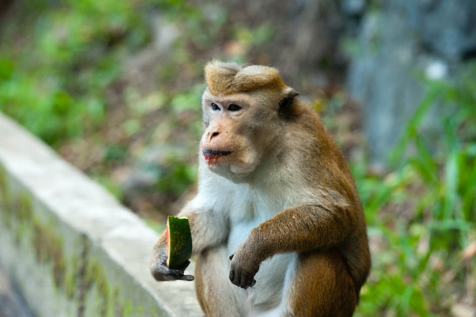 What is Crab-Eating Macaque Animal_1