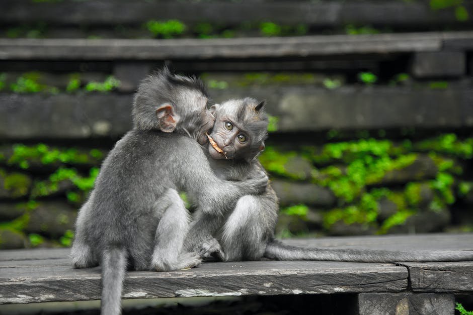 What is Crab-Eating Macaque Animal_2