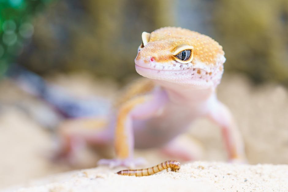 What is Crested Gecko Animal_1