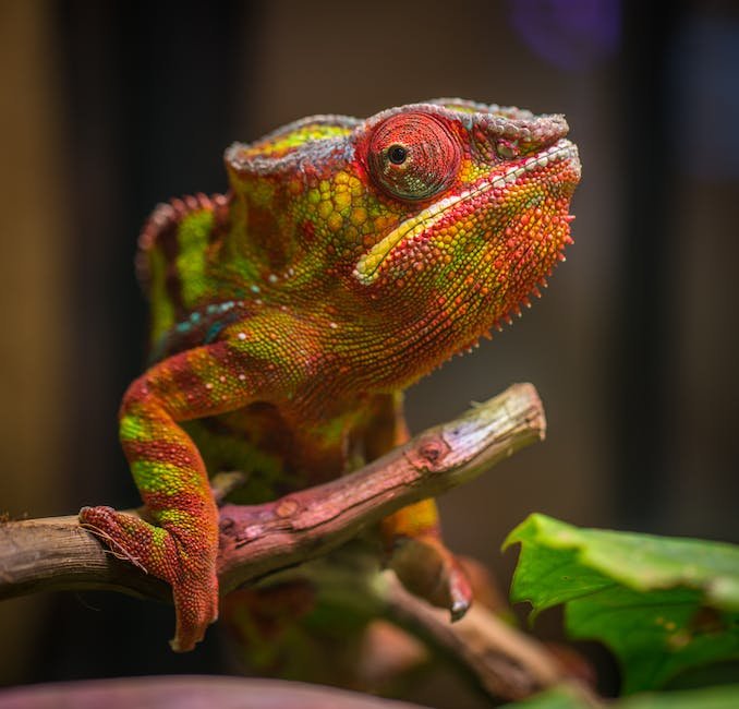 What is Crested Gecko Animal_2