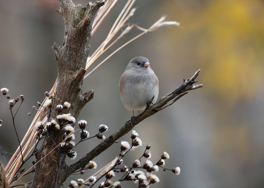 What Is Dark eyed Junco Animal Animala z