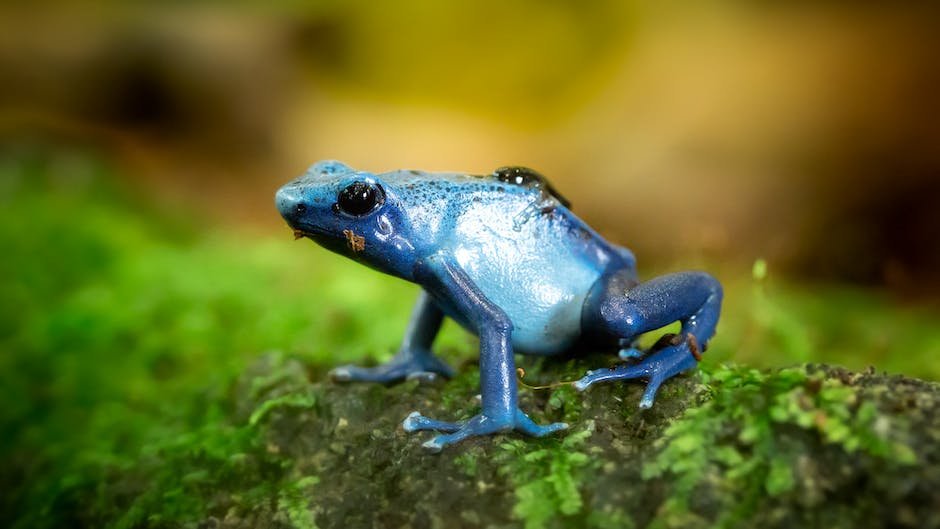 What is Darwinâ€™s Frog Animal_1