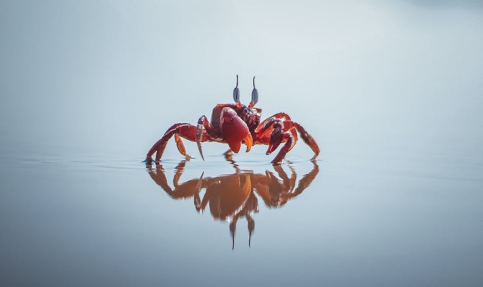 What is Decorator Crab Animal_1