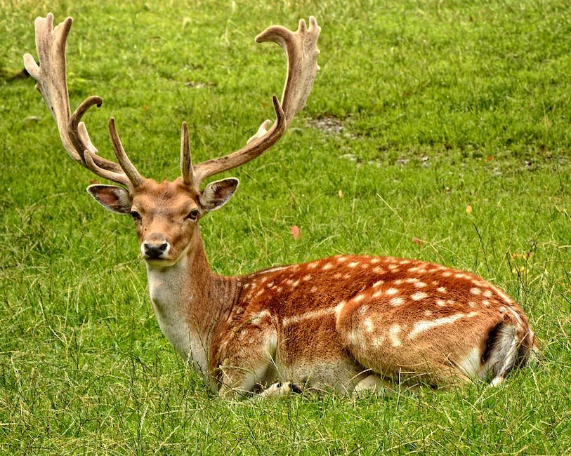 What is Deer Animal_1