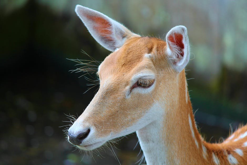 What is Deer Head Chihuahua Animal_1